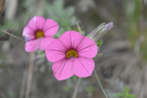 Calibrachoa eglandulata