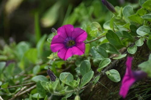 Petunia altiplana