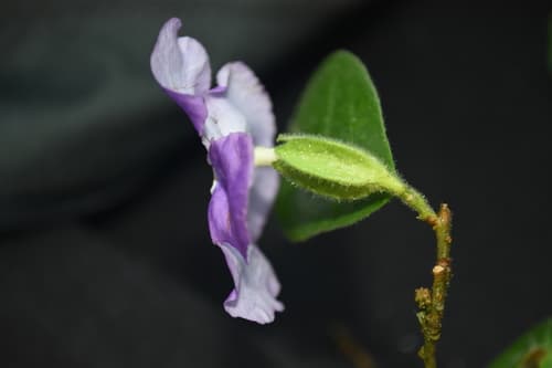 Brunfelsia cuneifolia