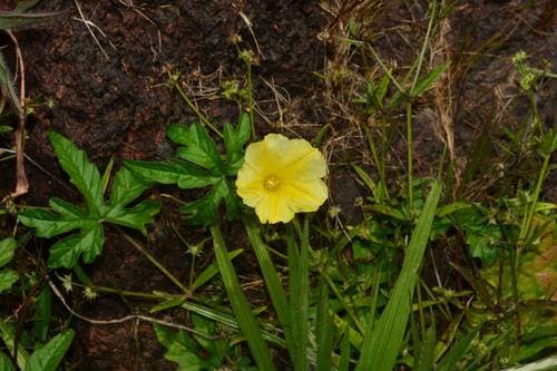 Distimake rhyncorhiza