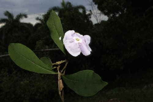 Brunfelsia cestroides
