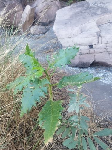 Solanum heteropodium