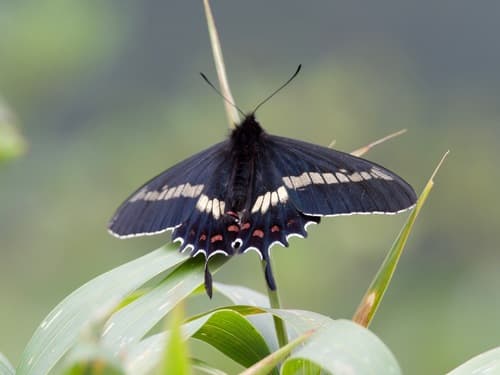 Parides phalaecus