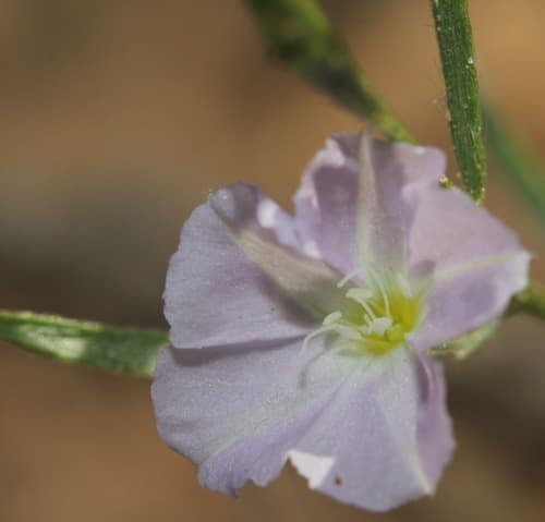 Sand Plain Dwarf Morning-glory