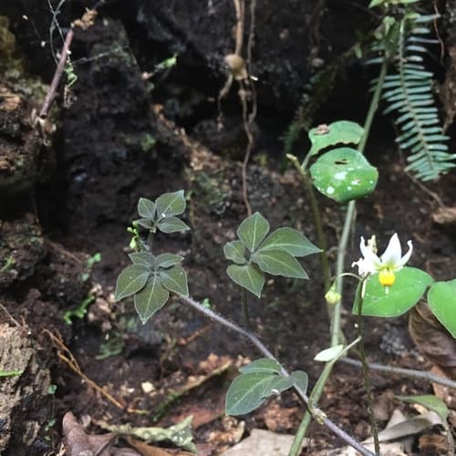 Solanum pentaphyllum