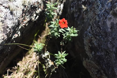 Calibrachoa sendtneriana