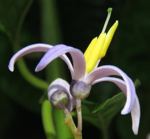 Solanum uncinellum