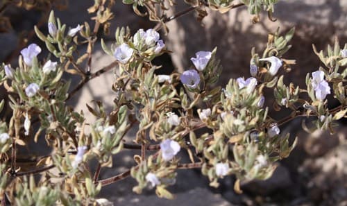 Nolana rhombifolia