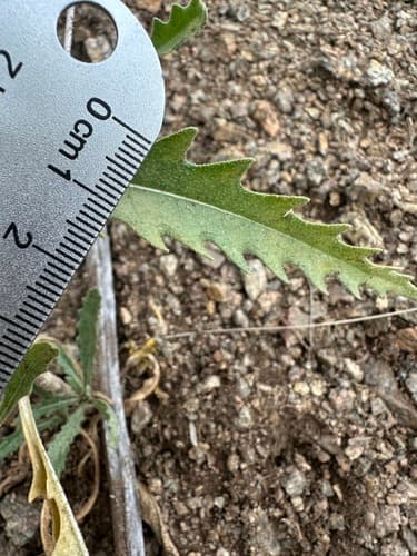 Leechleaf Blazingstar