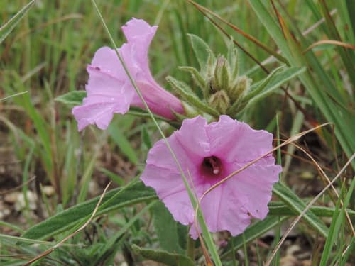 Ipomoea aurifolia
