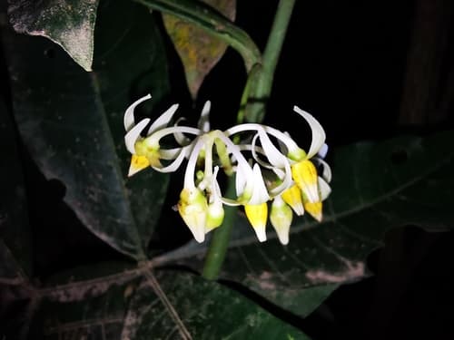 Solanum barbeyanum