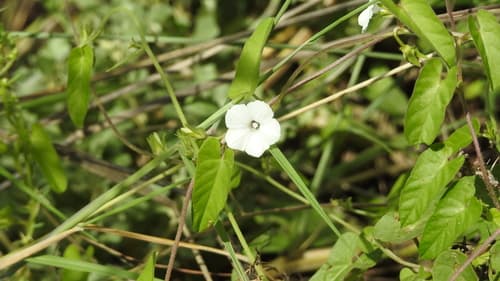 Ipomoea racemigera