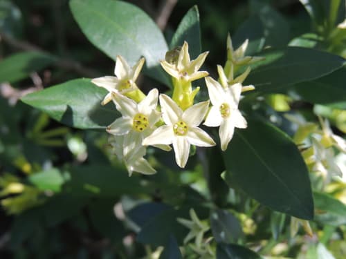 Cestrum euanthes