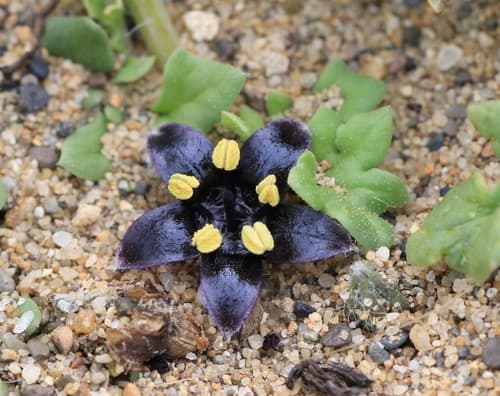 Jaborosa magellanica