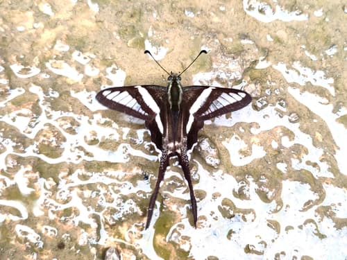 Lamproptera paracurius