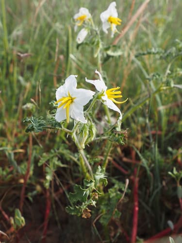 Valentine Horsenettle