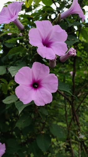 Ipomoea decipiens
