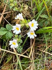 Eyebright