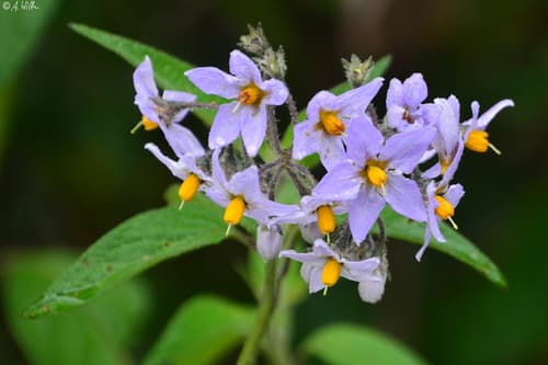 Solanum pallidum
