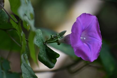 Woolly Morning Glory