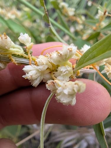 Cuscuta iguanella
