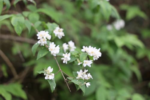 Deutzia faberi