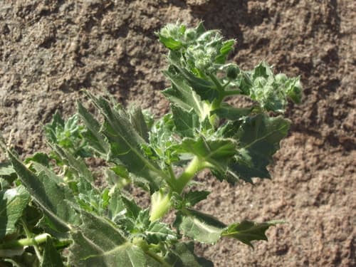 Presliophytum sessiliflorum