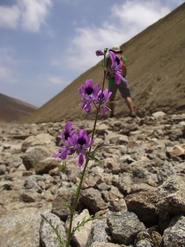 Schizanthus nutantiflorus