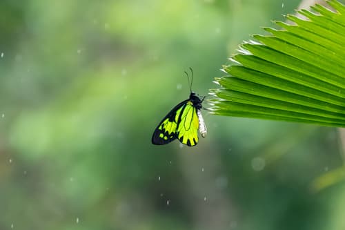 Queen Victoria's Birdwing