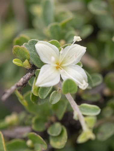 Hildebrandtia africana