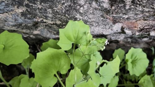 Hyoscyamus flaccidus