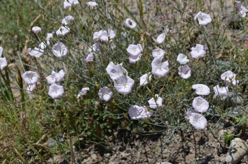 Convolvulus pseudocantabrica