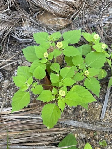 Physalis filipendula