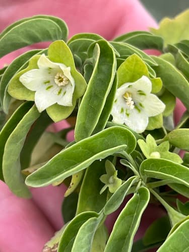 Saint Helena Boxwood