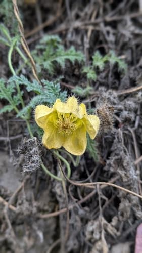 Caiophora peduncularis