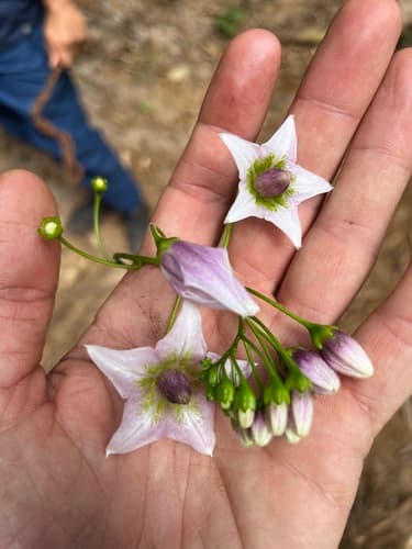 Solanum graveolens