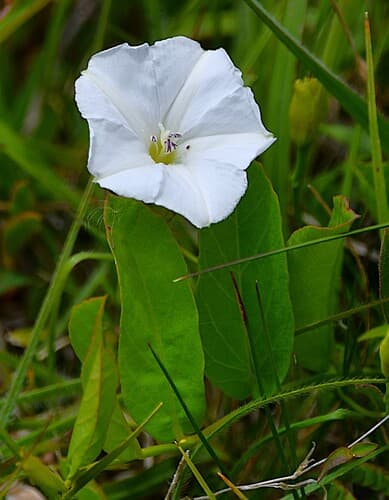 Convolvulus selloi