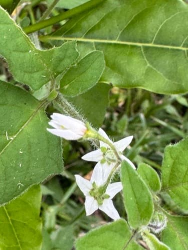 Solanum paucidens