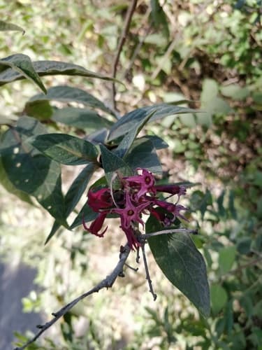 Cestrum benthamii