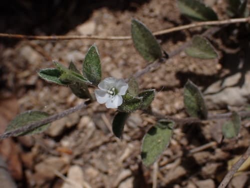 Seddera Repens