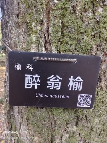 Gaussen's Elm