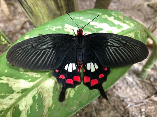 Pachliopta leytensis