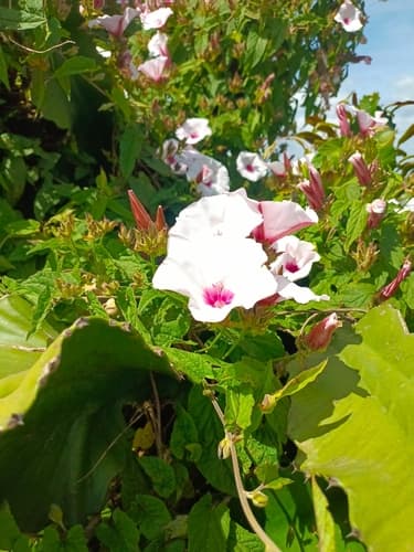 Convolvulus Schimperi