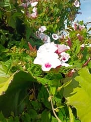 Convolvulus Schimperi