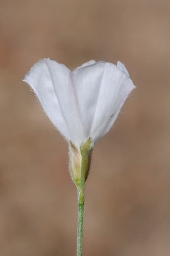 Convolvulus subsericeus