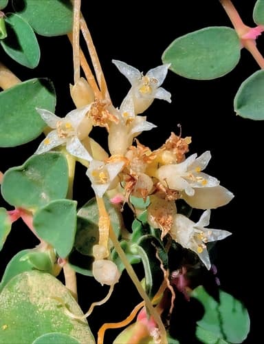 Cuscuta liliputana