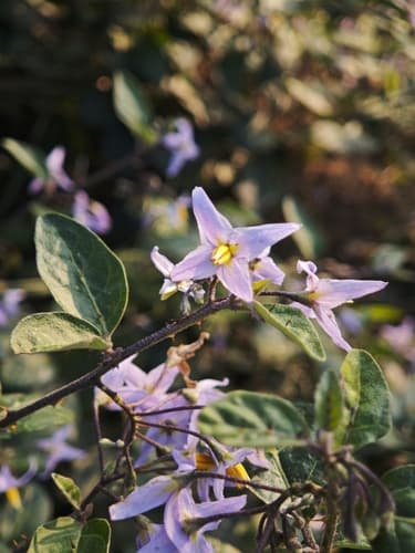 Solanum procumbens