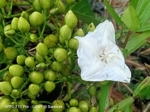 Decalobanthus elmeri