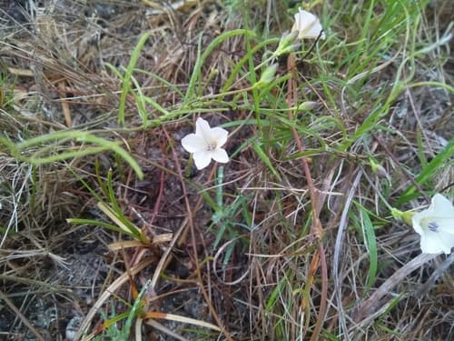 Coastal Bindweed