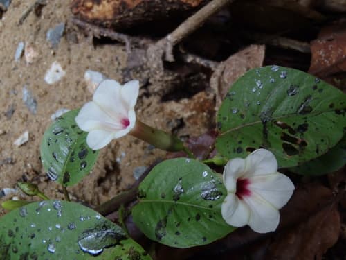 Ipomoea sumatrana